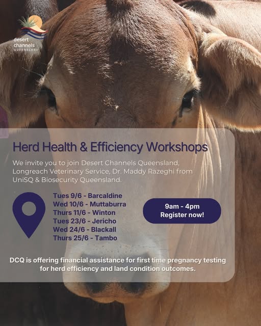 Desert Channels QLD Herd health & Efficiency Workshop series flyer