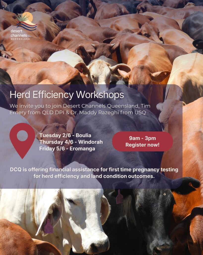 Desert Channels QLD Herd reproduction, health & Efficiency Workshop series flyer