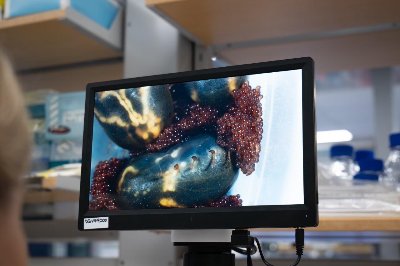 Microscopic view of tick laying eggs - Copyright Megan Pope, UQ