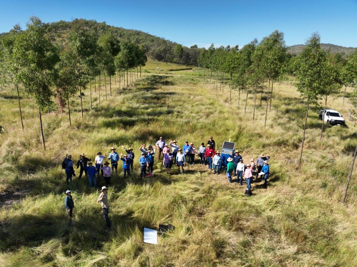 A group of SEQ beef producers in the Steak n Wood trial site at Brian Pastures Research Station