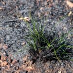 Burnt spinifex
