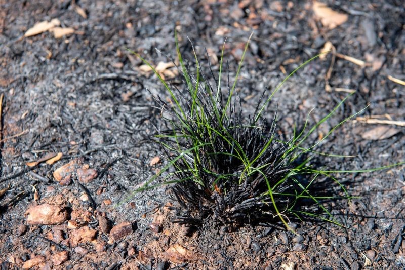 Burnt spinifex