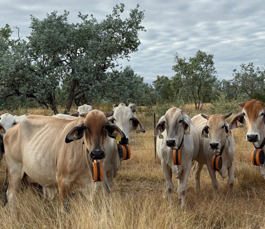 Cows wearing virtual fencing collars