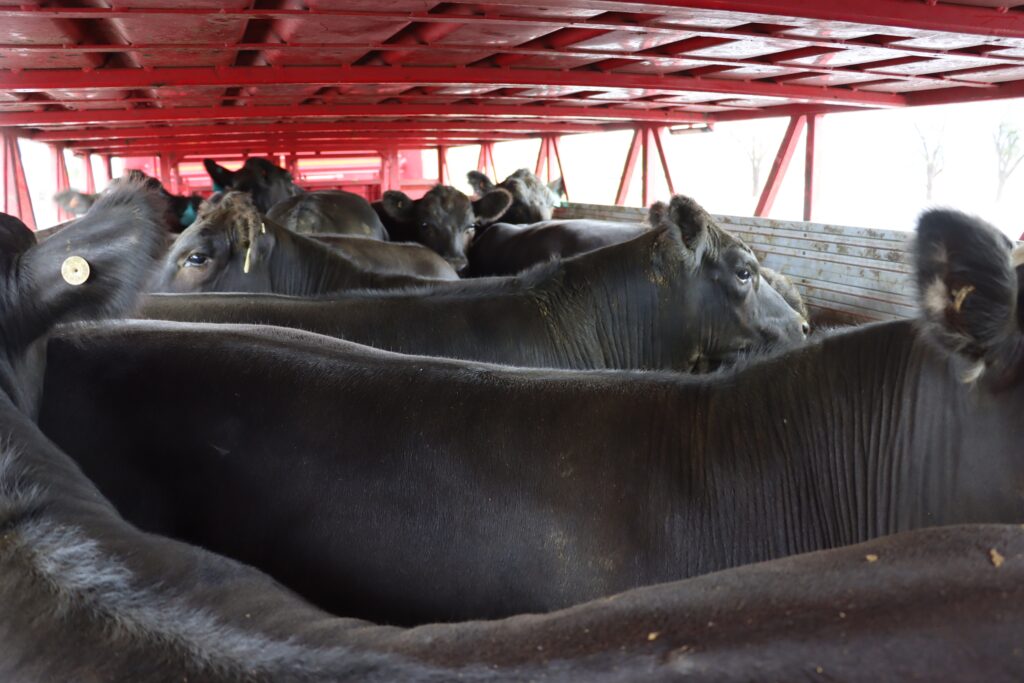 Angus cattle being transported via truck