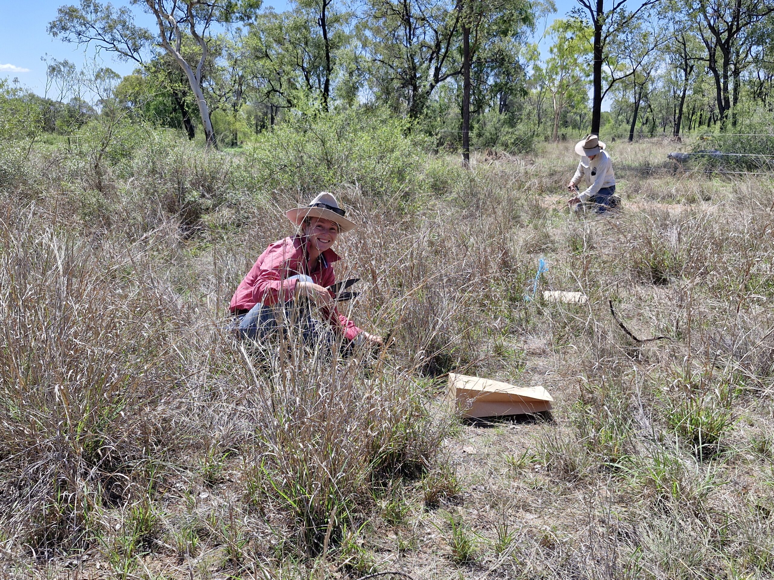 Lady in a pink shirt kneeling in the pasture with a pair of shears in her hand.