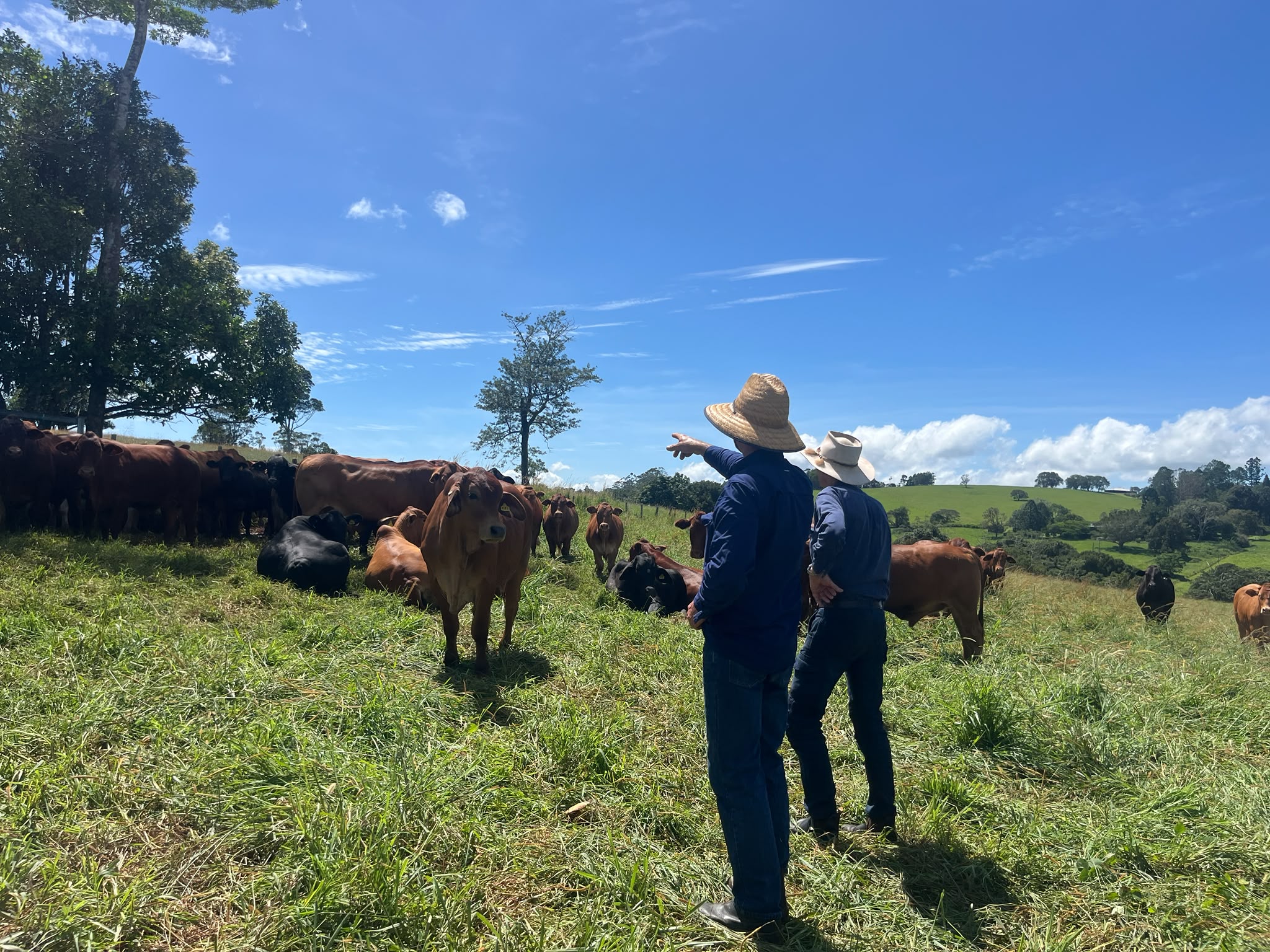 Two men in a paddock of green grass looking at red and black cattle.