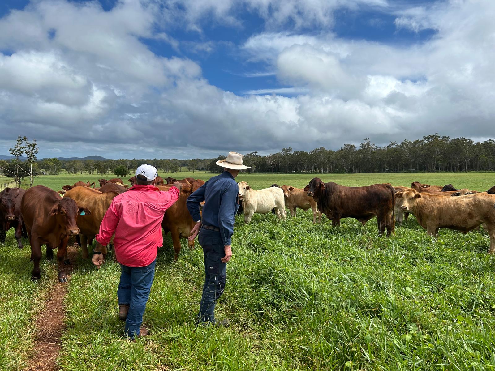 Two men standing in a paddock of bright green grass with fat cattle.
