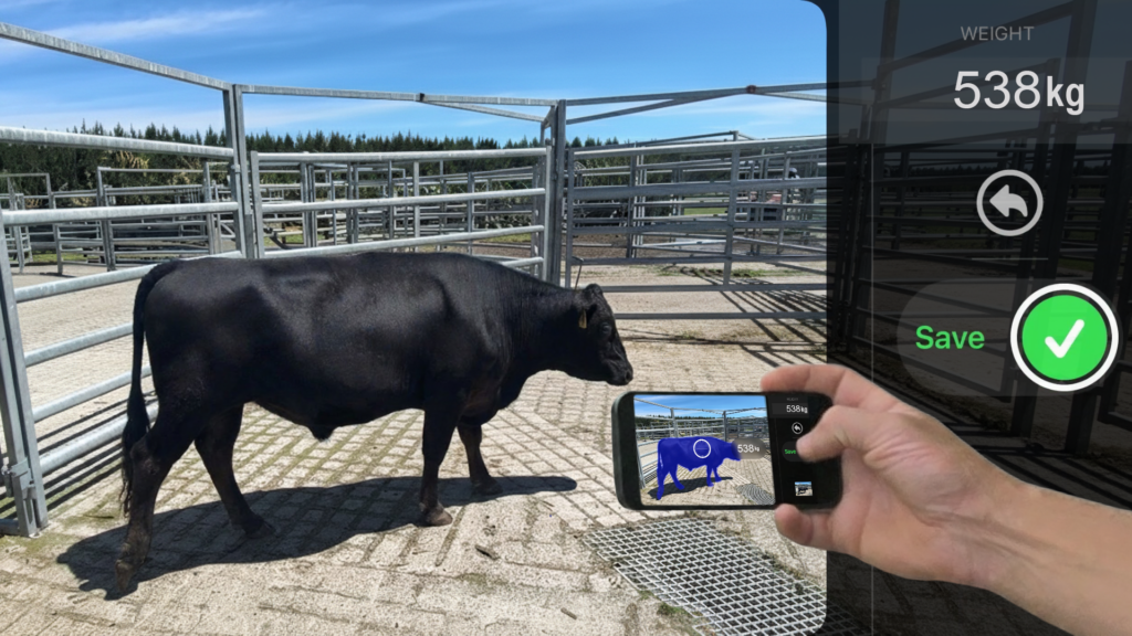 Scanabull app being used to automatically estimate a cows liveweight