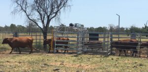 Cattle using walk over weigh unit