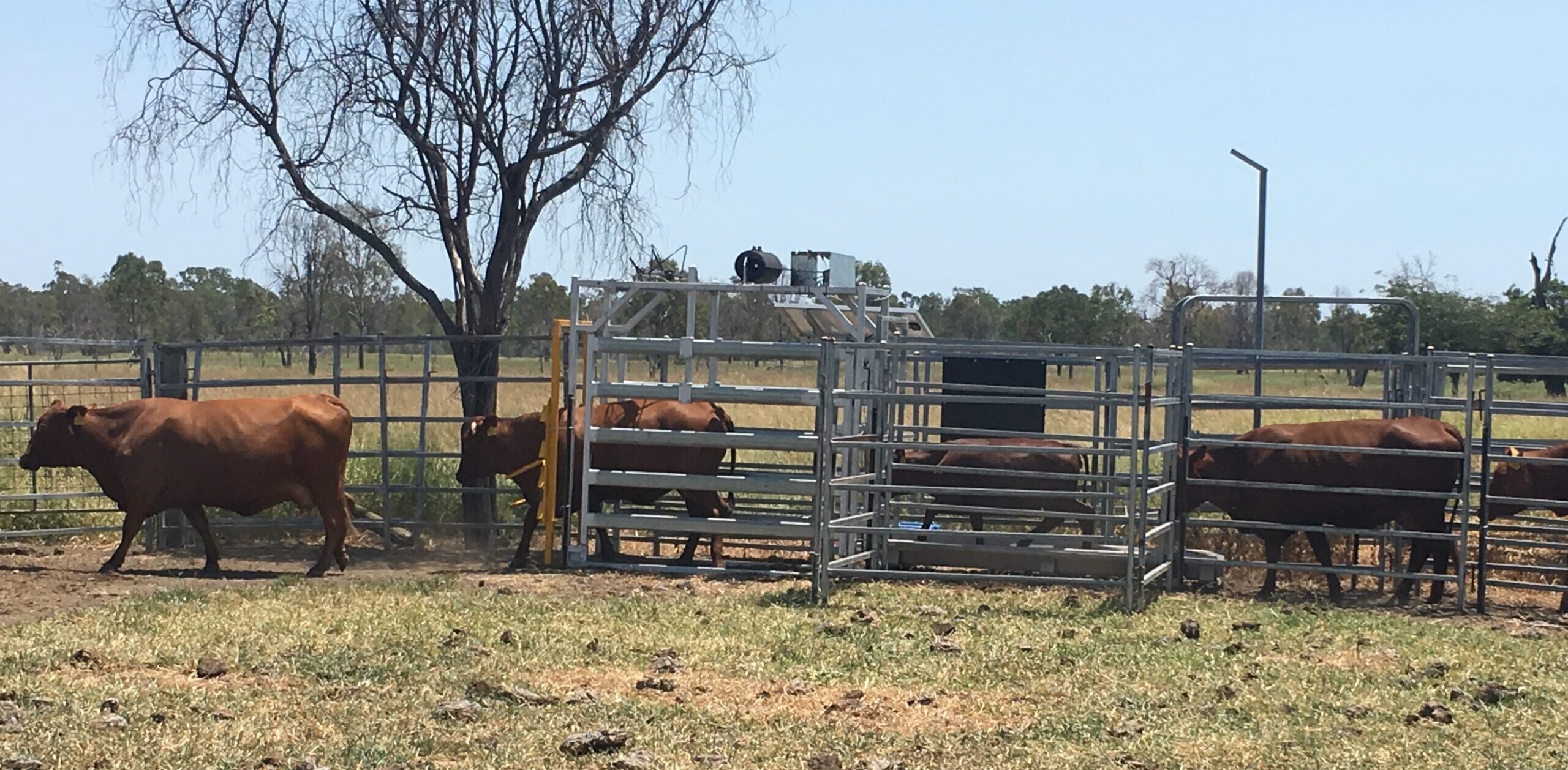 Cattle using walk over weigh unit