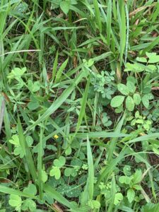 Wyn Cassia, Desmanthus, Butterfly Pea and Verano sown into the ‘racetrack’.