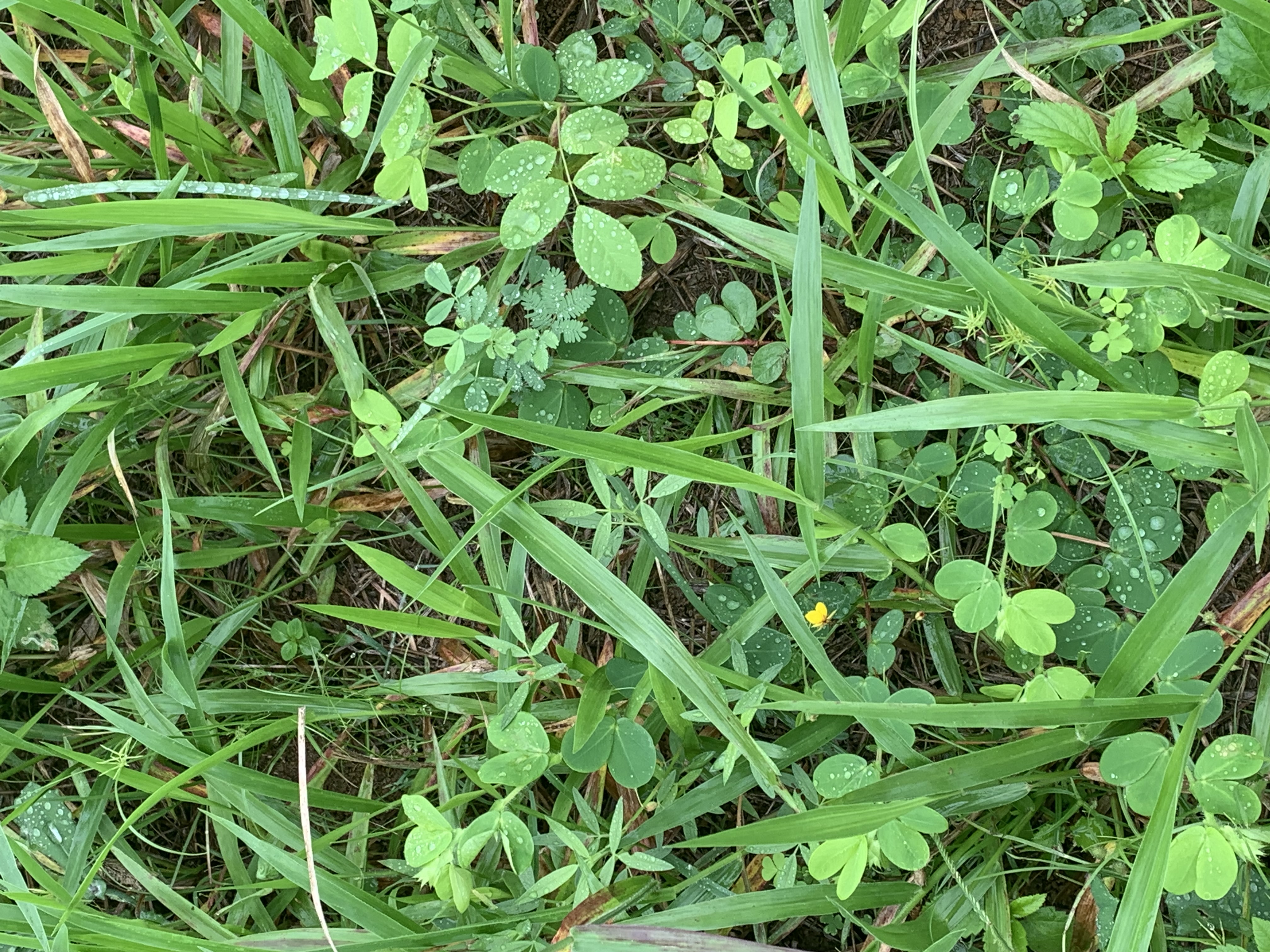 Wyn Cassia, Desmanthus, Butterfly Pea and Verano sown into the ‘racetrack’.