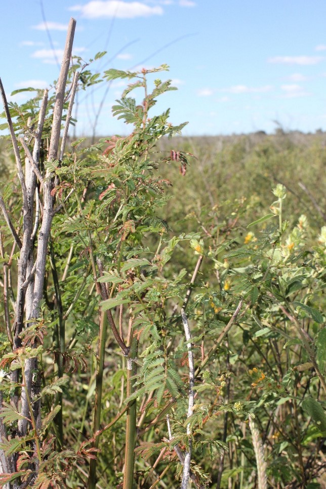 Desmanthus plant.