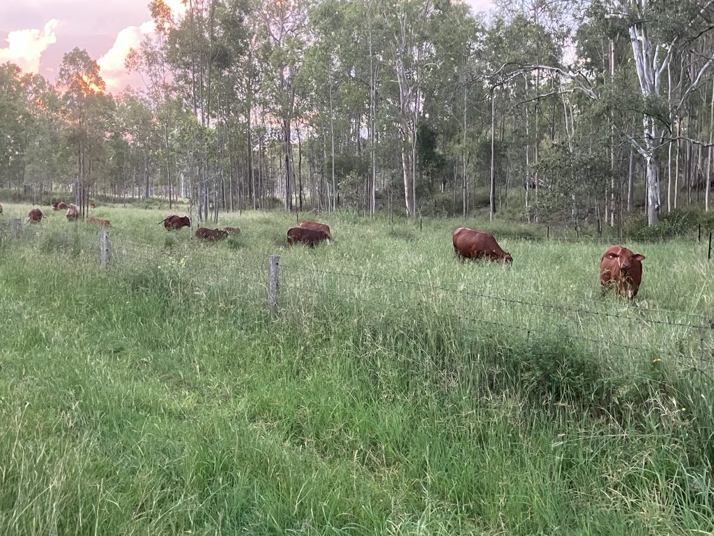 Photo of cattle grazing pasture in front of trees