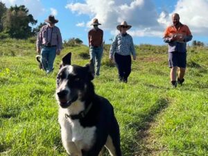 Group of people walking paddock.