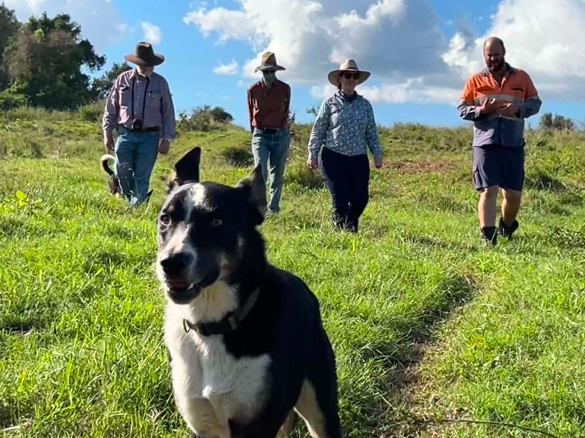 Group of people walking paddock.