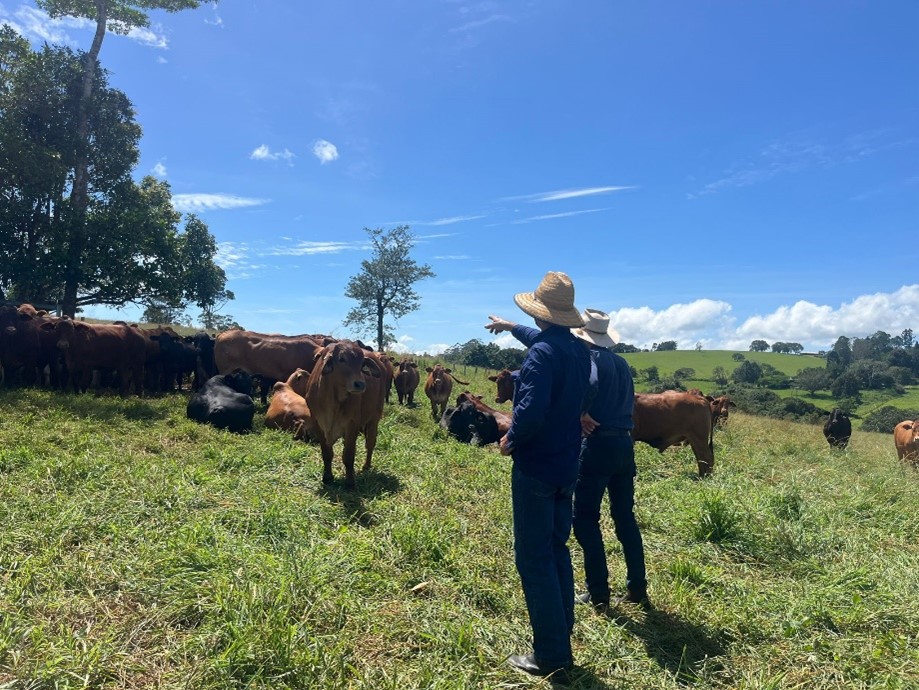 Two men in a paddock of green grass looking at red and black cattle.