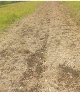Leucaena sown in twin rows in herbicide-fallowed strips at the Cross family property.