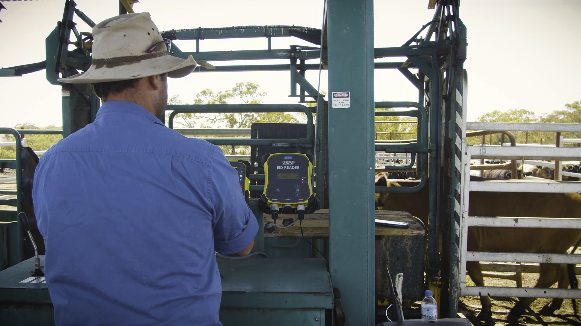 Collecting liveweigh data from cattle scales in yards