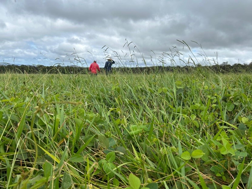 Close up photo of green legumes and grass with 2 people in the background.