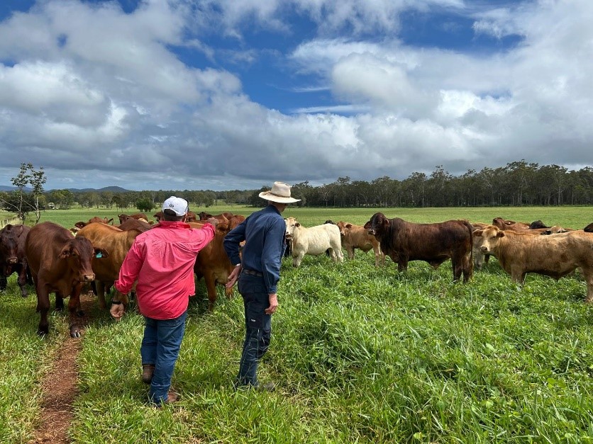 Two men standing in a paddock of bright green grass with fat cattle.