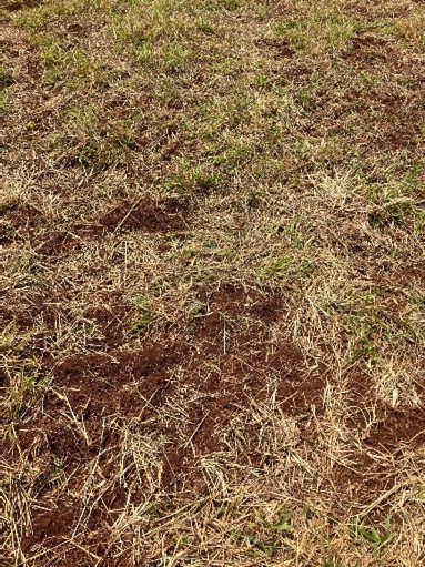 Paddock with chocolate coloured soil and dead grass.
