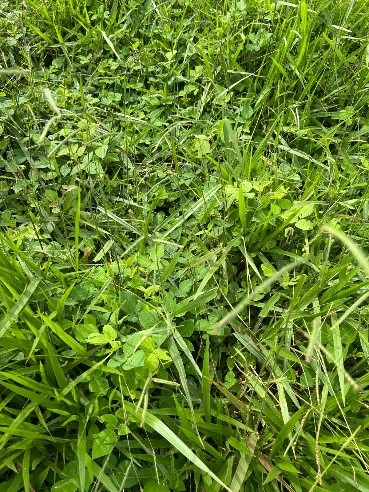 Close up photo of bright green leugmes growing through grass.