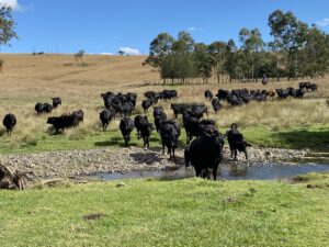 Brangus breeders grazing on Bruce and Judith Lord's property. 