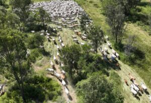 Drone photo of grey brahman cattle walking through a gateway.