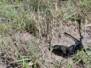 Close up photo of grazed tussock of grass.