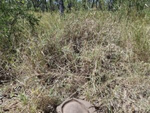 Photo of grass with hat for scale.