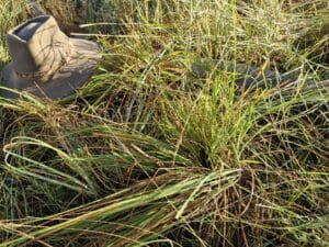 Close up photo of green grass with a hat for scale.