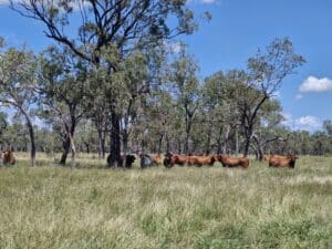 Red cattle grazing green grass with trees in the background.