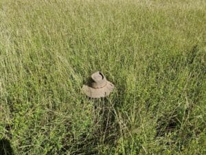 looking down into stylo and grass pasture with a wide-brimmed hat for scale.