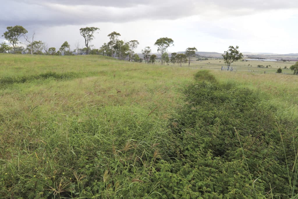 A dark green strip of healthy desmanthus growing amongst a high density of tropical grasses, with rainclouds in the distance.