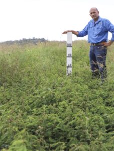 Paul stands with a height meter amongst well-growing desmanthus plants.