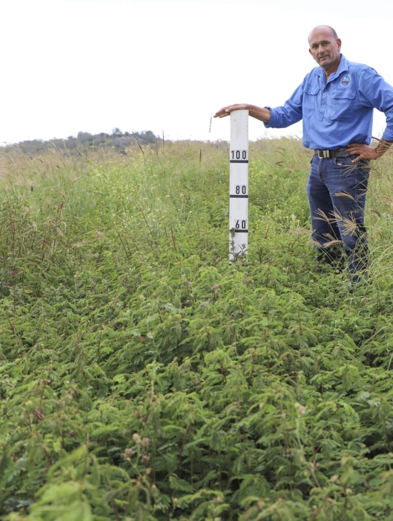Paul stands with a height meter amongst well-growing desmanthus plants.