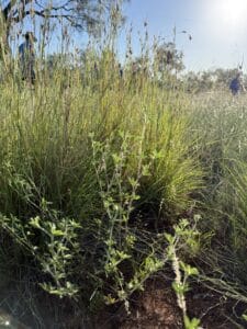 Photo taken at ground level of a stylo plant growing against a tussock of kangaroo grass on red soil county.