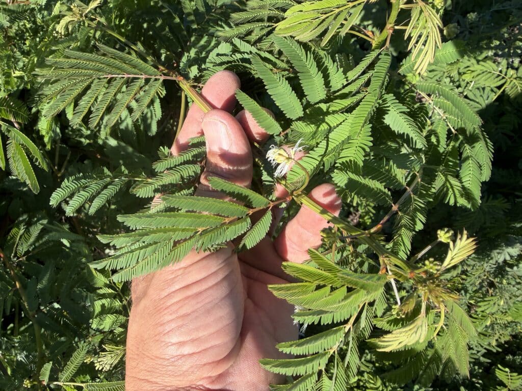A hand holds a healthy, green desmanthus leaf and open flower.