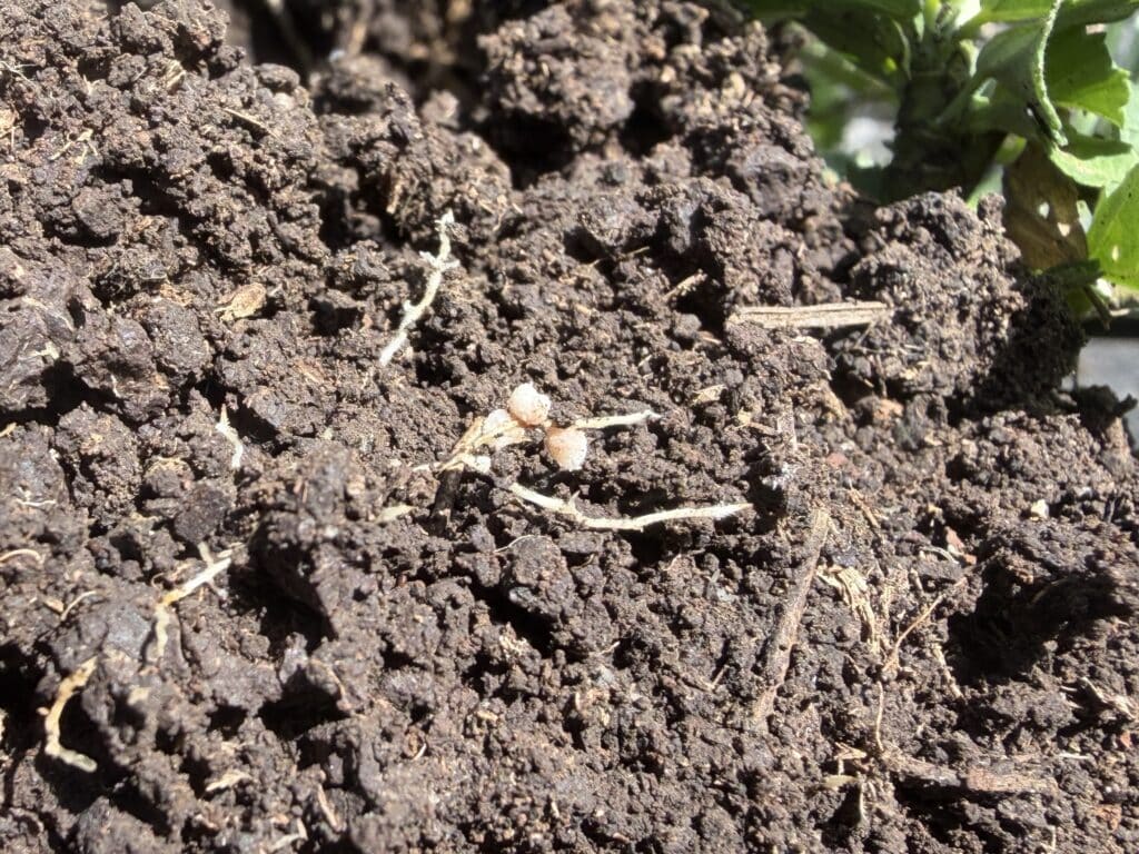 Nodules growing on desmanthus roots in brown clay soil.
