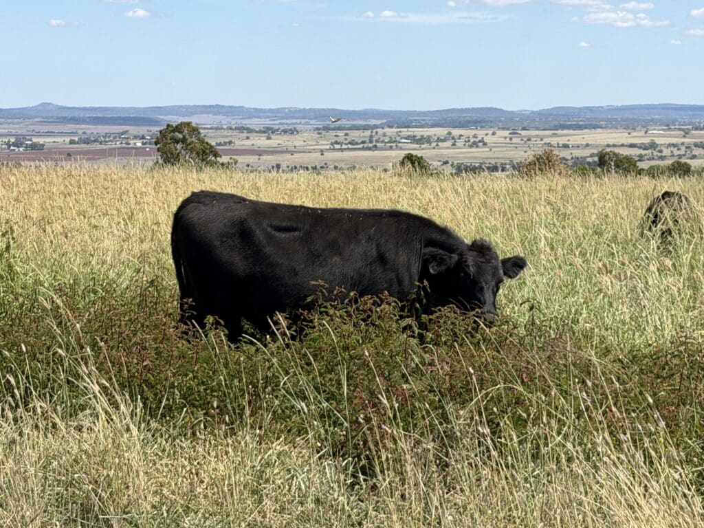 A black steer grazing a strip of shoulder-high desmanthus legume amongst tropical grasses that are haying off.