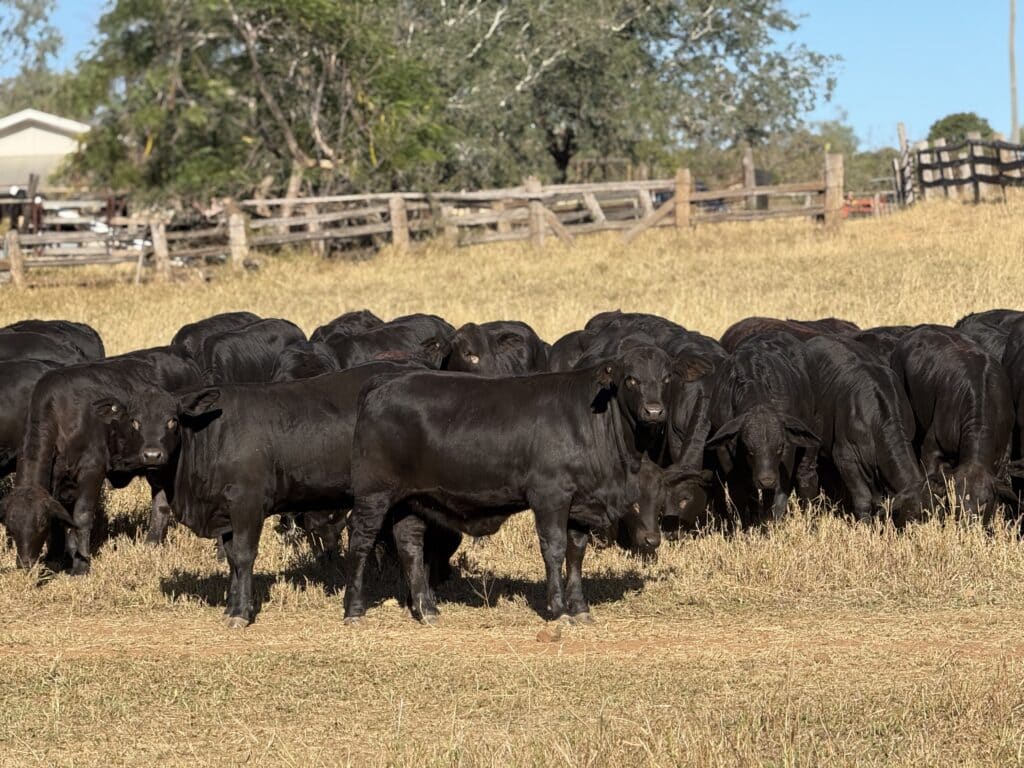A mob of Brangus cattle