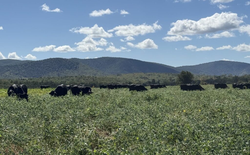 Cattle grazing a legume pasture on Melanie Holland’s property near Rockhampton