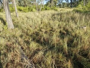 Photo of green pasture under trees.