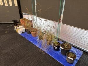 Group of grass in pots lined up on the floor.