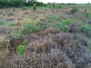 Photo of grass with dead patches and green patches.