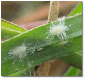 Close up photo of a green leaf of grass with fluffy white insects on it.