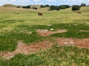Photo of green grass with red cattle grazing. The grass in the foreground is dead but has dense legumes creeping over it.