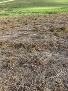 Photo of a paddock with dead grass in the foreground, stopping at health green grass on a fence line.