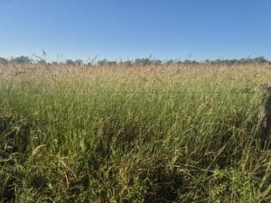 Photo of tall, rank, green grass in seed.